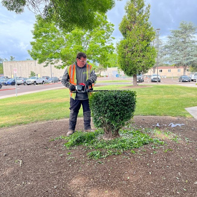 One of the Walker brothers trims a bush with a hedger. 