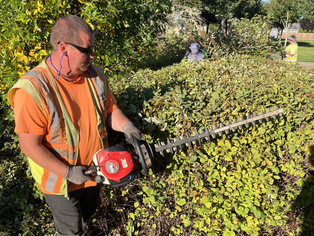 Garten landscaper hedges a bush in the fall. 